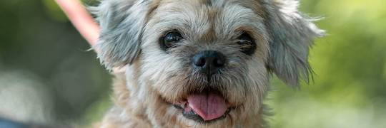 Shih tzu przejęty przez EKOSTRAŻ. Koldi czeka na nowy dom