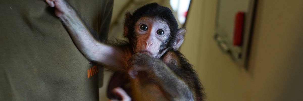 Wzruszająca historia Sunny. Małej małpce zmarła mama, zaopiekował się nią pracownik zoo [ZDJĘCIA]