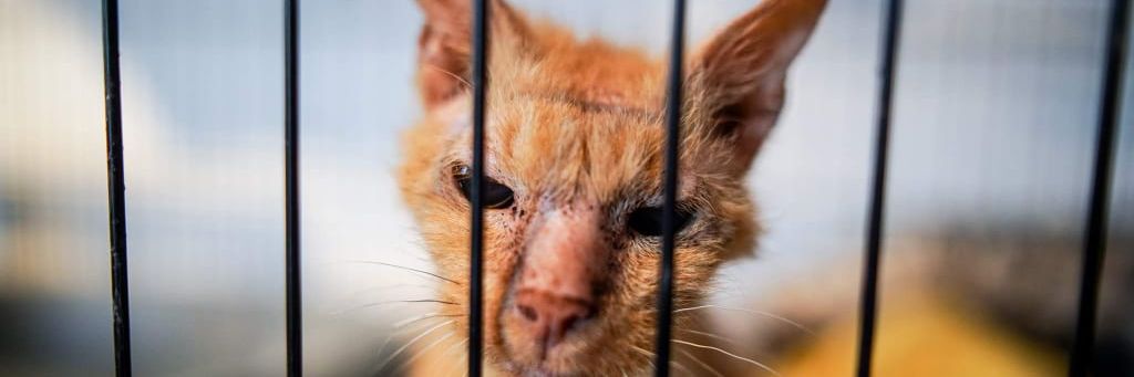 6-letni kocurek przeszedł gehennę. Rudzik potrzebuje kochającego domu [EKOSTRAŻ-ADOPCJA]