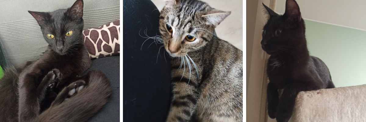 Tiamo, Klara i Luna szukają domu [EKOSTRAŻ-ADOPCJA]