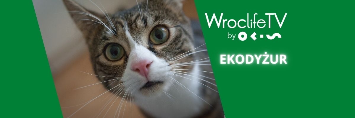 EKODYŻUR: Dary losu. W jaki sposób można pomóc wolontariuszom ratującym zwierzęta? [WIDEO]