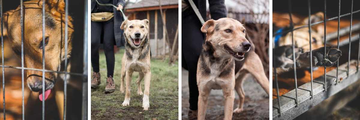 Sam - pies z Ukrainy [EKOTRAŻ-ADOPCJA]
