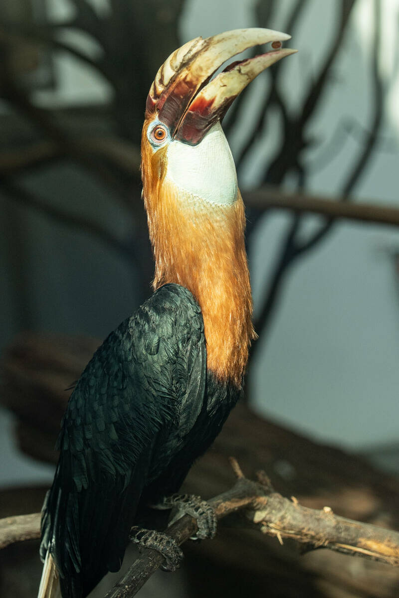 fot. ZOO Wrocław
