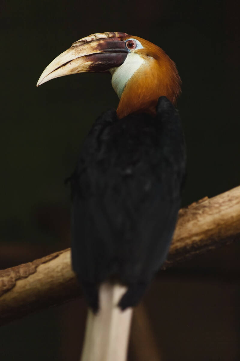 fot. ZOO Wrocław