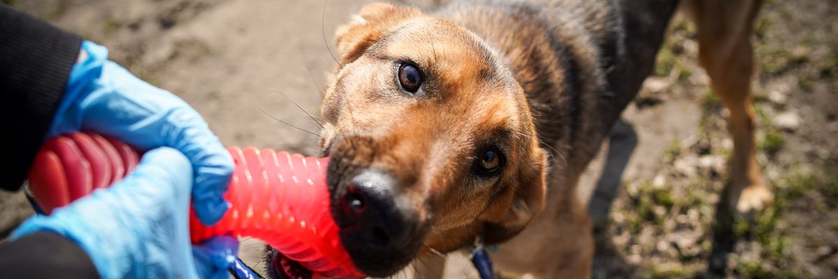 Uratowane przez Ekostraż ukraińskie psiaki już gotowe do adopcji [EKOSTRAŻ - ADOPCJA]