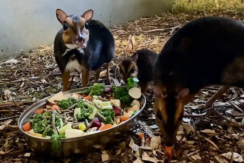 fot. ZOO Wrocław