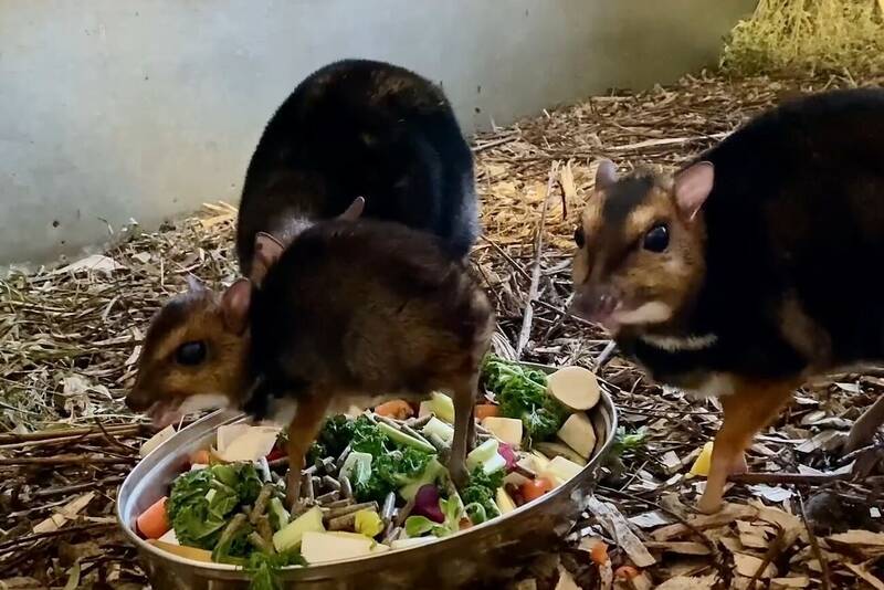fot. ZOO Wrocław