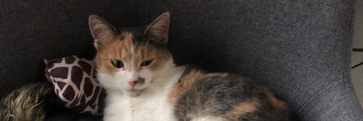 Liliana nadal szuka domu. Trójkolorowa kotka uratowana z ukraińskiej ulicy