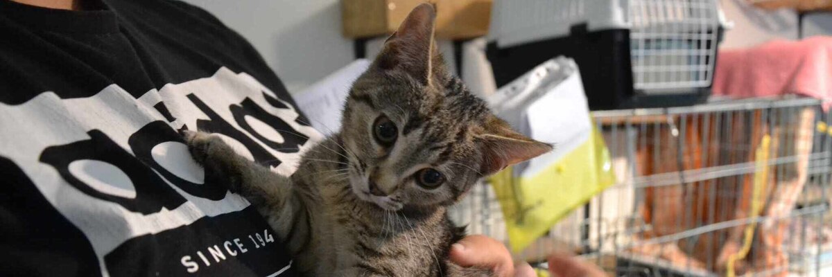 Zięba szuka domu. Kto przygarnie kociego bąbelka? [EKOSTRAŻ-ADOPCJE]