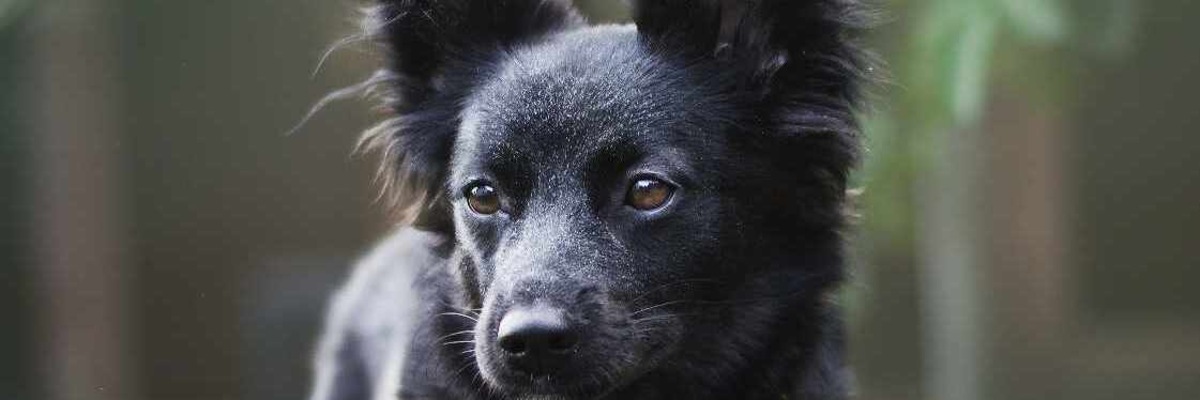 9-miesięczna Runa z Ukrainy szuka domu w Polsce [EKOSTRAŻ-ADOPCJE]