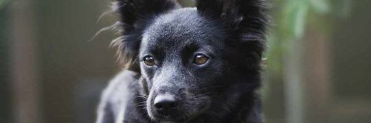 9-miesięczna Runa z Ukrainy szuka domu w Polsce [EKOSTRAŻ-ADOPCJE]