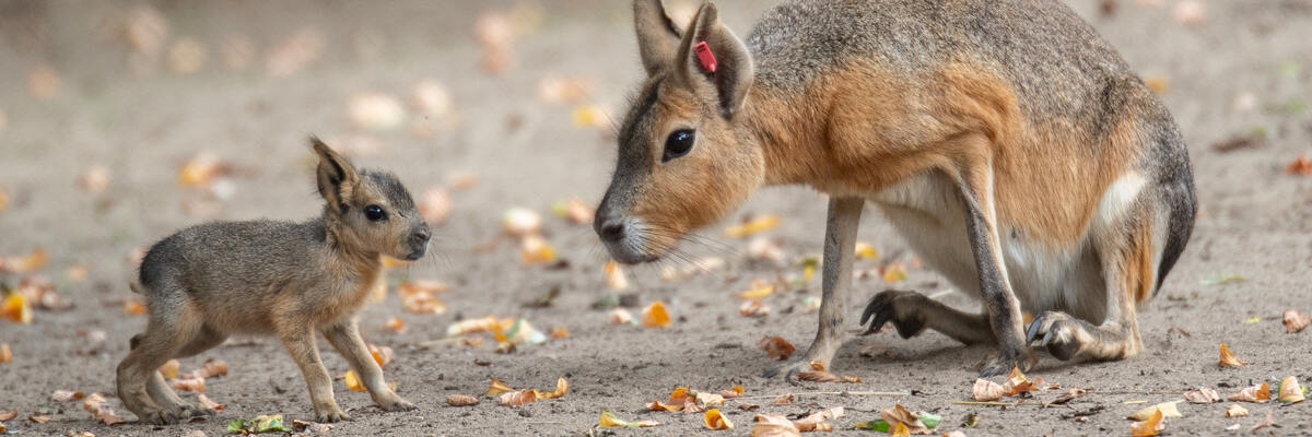 Kolejne narodziny we wrocławskim zoo. Poznajecie te zwierzaki? [ZDJĘCIA]