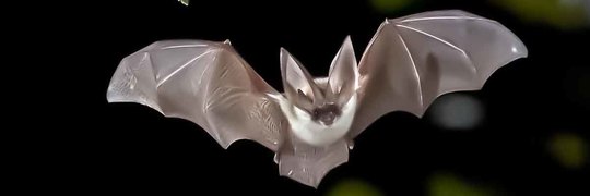 Nocne marki – jak sobie radzić z nietoperzami?