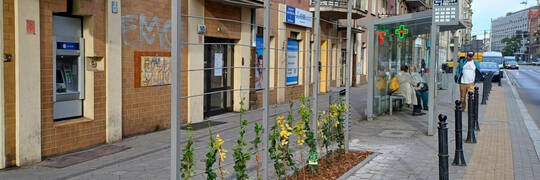 We Wrocławiu przybywa zielonych przystanków. Te już porasta roślinność [ZDJĘCIA]