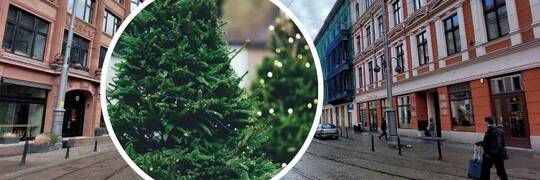We Wrocławiu będą rozdawać darmowe choinki. To już dziś!