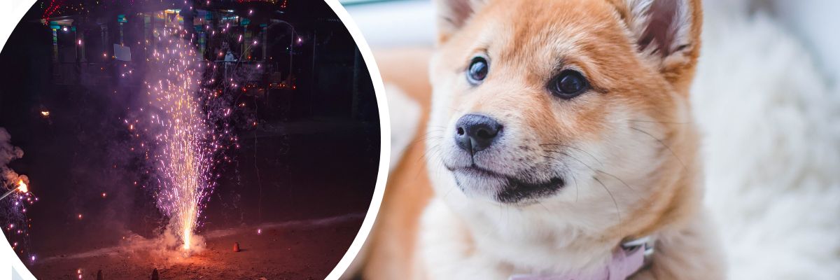 Pies boi się fajerwerków. Dogoterapeutka z UPWr radzi co zrobić z psem w Sylwestra
