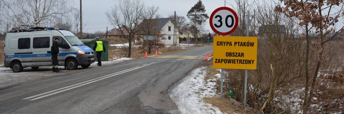 Ptasia grypa na Dolnym Śląsku. Zakażenie w dużej hodowli indyków