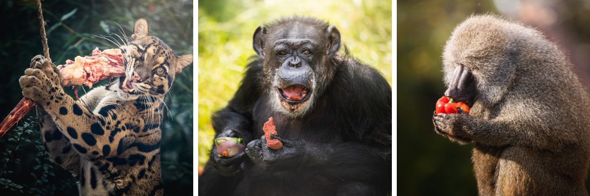 Tłusty Czwartek we wrocławskim zoo. Jakimi przysmakami zajadają się zwierzaki? [ZDJĘCIA]