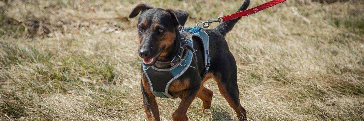 Kto pokocha Zuzię? [EKOSTRAŻ - ADOPCJA]