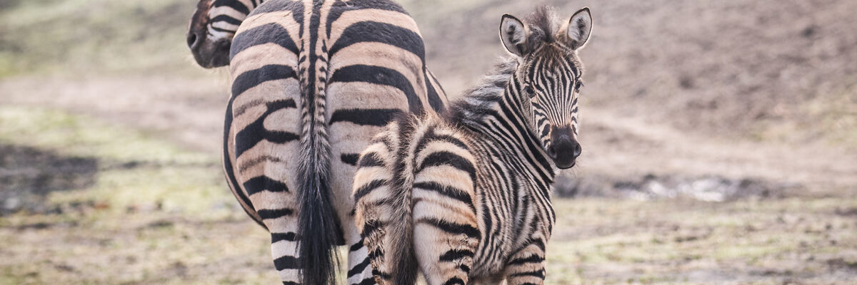 We Wrocławiu urodziła się mała zebra. Poznajcie ogierka Baliego! [ZDJĘCIA]