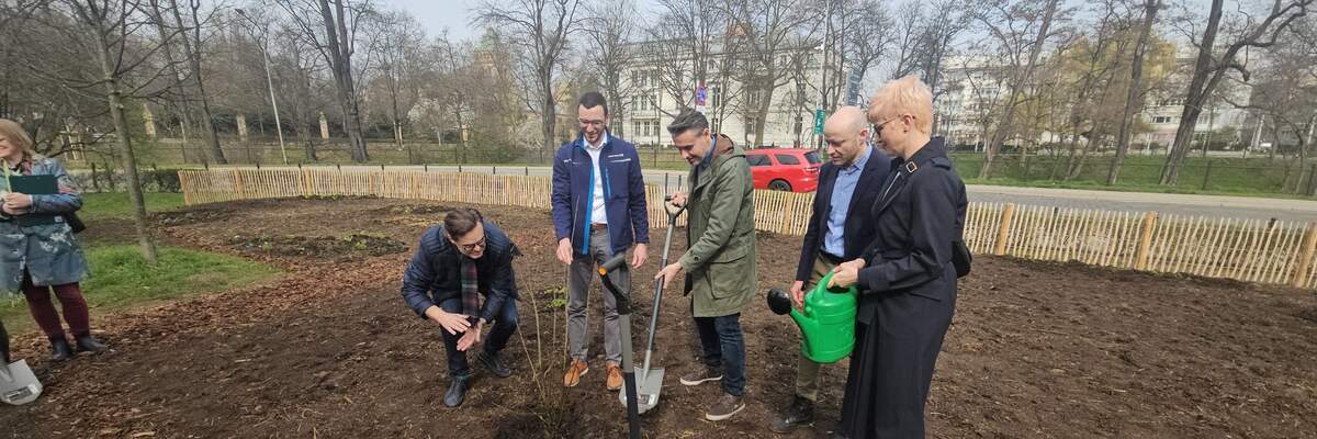 We Wrocławiu powstaje las Miyawaki. Został posadzony przy… Podwalu [ZDJĘCIA]