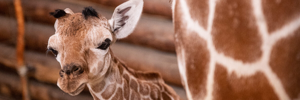 Niespodziewane narodziny we wrocławskim zoo. Na świat przyszła mała żyrafa [ZDJĘCIA]