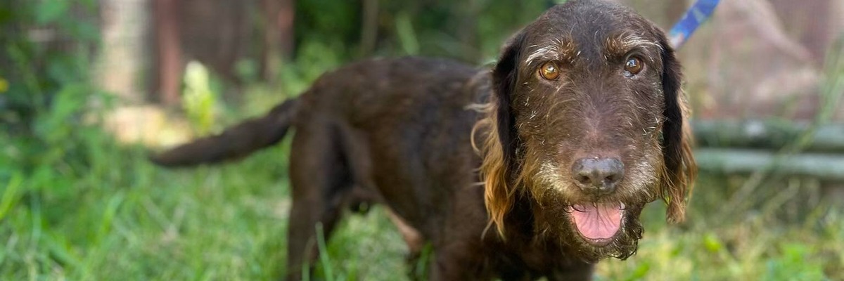 Pudelpointer o wdzięcznym imieniu Bimber szuka domu