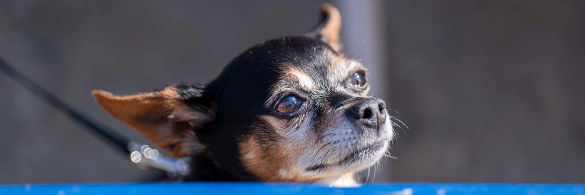 Dziś Dzień Psa! Złóż życzenia swojemu pupilowi, a jak nie masz pomyśl o adopcji