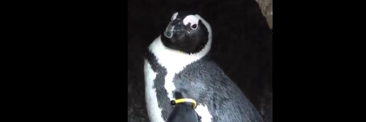 Nie czekając na Wigilię, pingwin z wrocławskiego zoo przemówił ludzkim głosem. Co powiedział? [WIDEO]