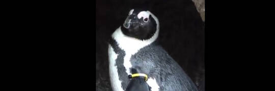 Nie czekając na Wigilię, pingwin z wrocławskiego zoo przemówił ludzkim głosem. Co powiedział? [WIDEO]
