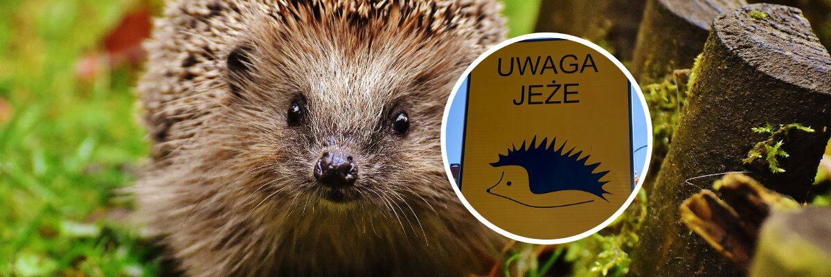 Ekostraż policzyła: W 2024 roku uratowaliśmy 563 ranne jeże