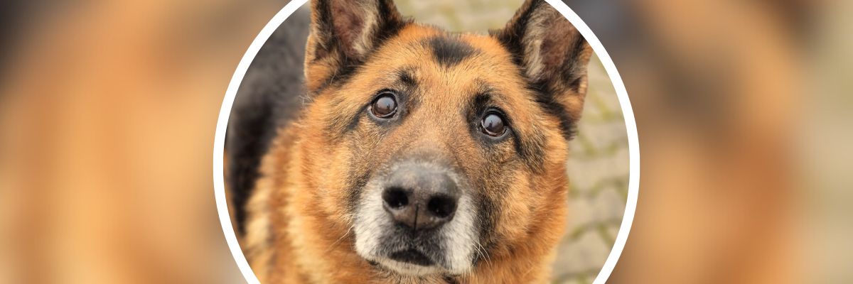 Psi dżentelmen Niko marzy o nowym spokojnym domu