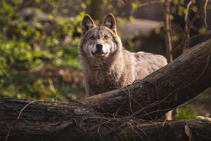 fot. ZOO Wrocław
