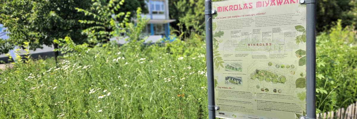 Wrocławski „mikrolas” na skrzyżowaniu Podwala i Kołłątaja ma już rok