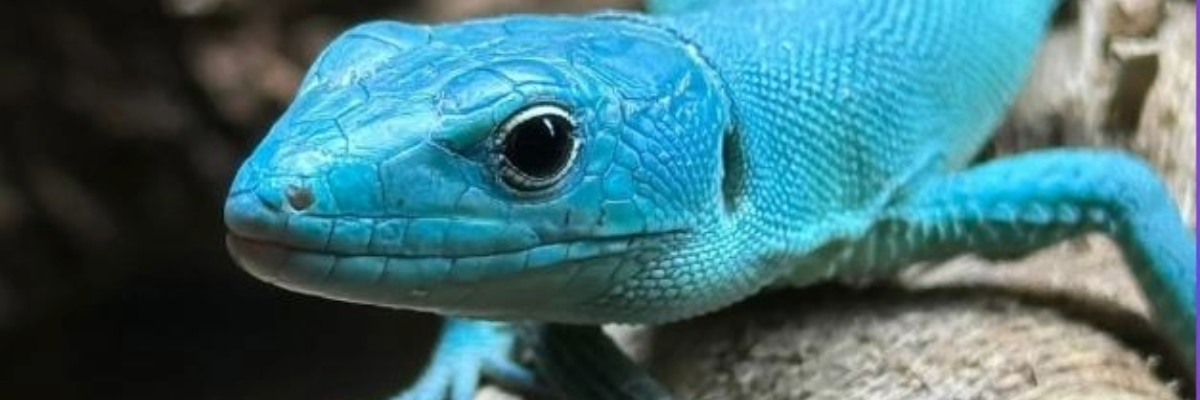 Węże, pająki, kameleony. W ten weekend targi „Exoticarium” we Wrocławiu
