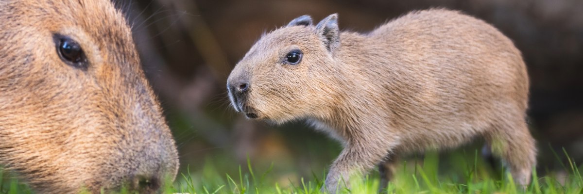 We wrocławskim zoo urodziły się kapibary. Maluchy można już zobaczyć na wybiegu [ZDJĘCIA]