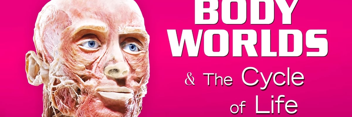 Głośna wystawa „Body Worlds” wraca do Wrocławia. Pokażą prawdziwe ciała i narządy człowieka poddane plastynacji