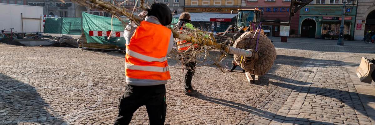 Wrocław: Na Rynku sadzą pierwsze drzewa [ZDJĘCIA]