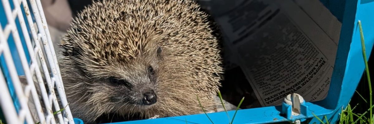 Dokąd bezpiecznie może potuptać jeż? Wrocławska Ekostraż szuka miejsc przyjaznych tym ssakom