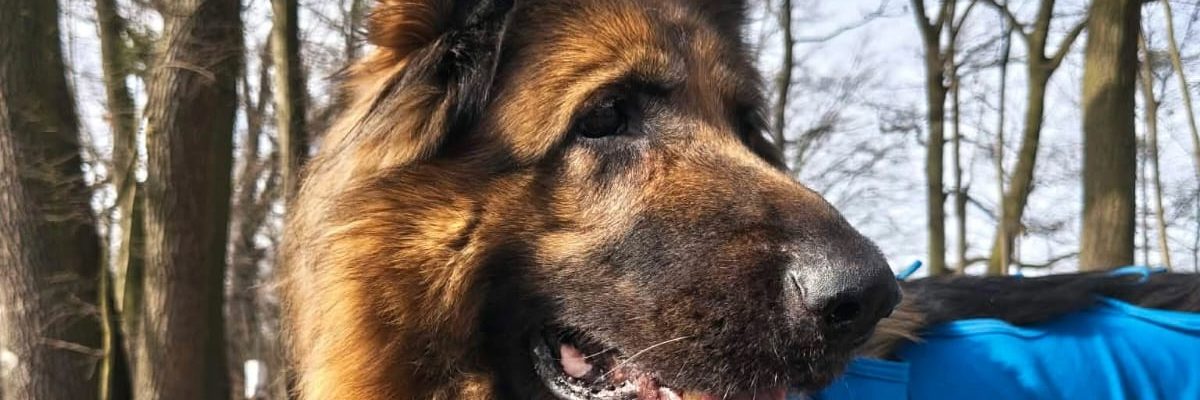 Stefa po ciężkiej chorobie szuka spokojnego domu