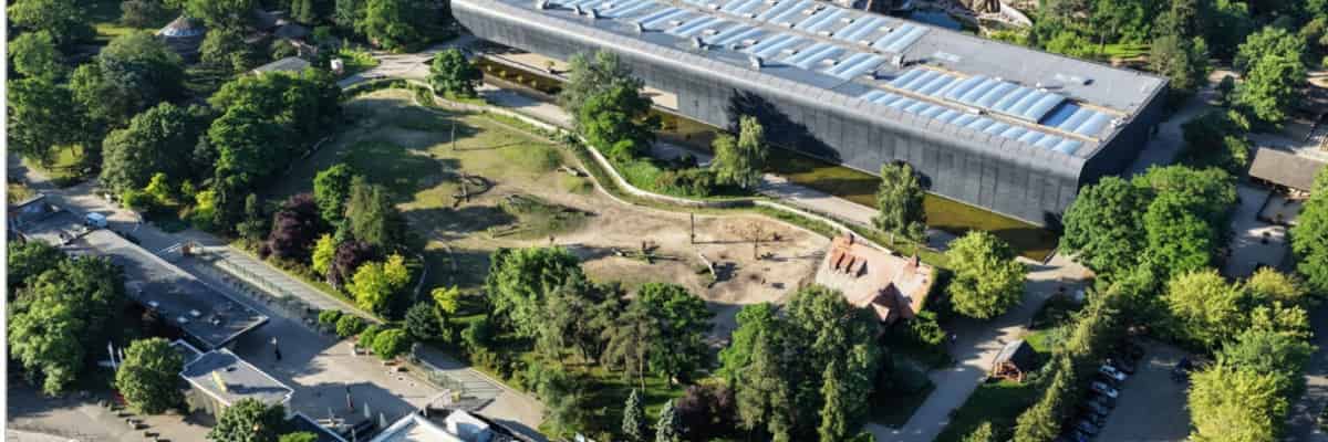 Oko w oko z olbrzymami. ZOO Wrocław zapowiada nową Żyrafiarnię!