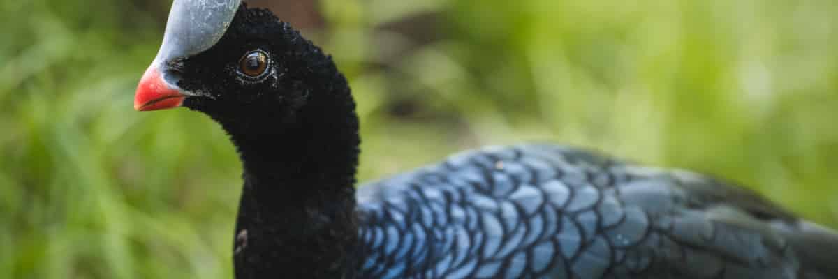Nowi skrzydlaci mieszkańcy ZOO Wrocław. Jedyną taką parę w Polsce zobaczycie w naszym zoo
