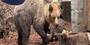 Nowy lokator w ZOO Wrocław! Przyjechał niedźwiedź brunatny Artur