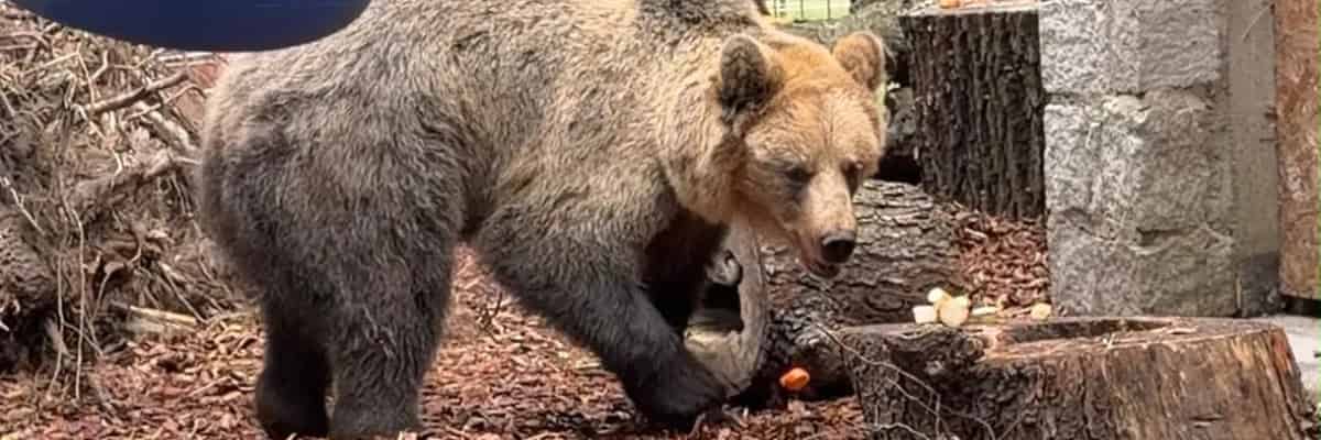 Nowy lokator w ZOO Wrocław! Przyjechał niedźwiedź brunatny Artur