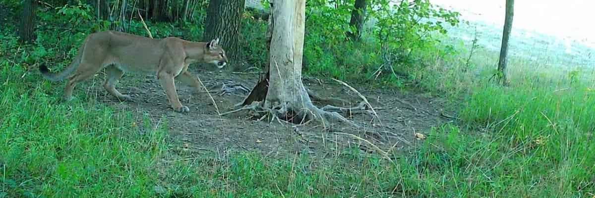 Puma w lesie pod Świdnicą. Jest zdjęcie z fotopułapki. Leśnicy ostrzegają