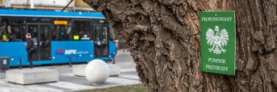 „Proponowany Pomnik Przyrody” na drzewach we Wrocławiu. O co chodzi? [ZDJĘCIA]
